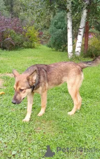 Дополнительные фото: Щенок Леся в добрые руки.