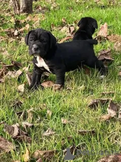 Дополнительные фото: Nuttede Cane Corso очень красив и безопасен для всех