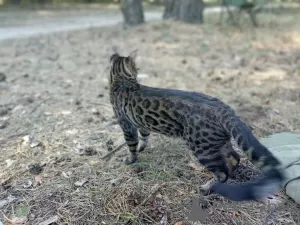 Дополнительные фото: Бенгальский кот вязка