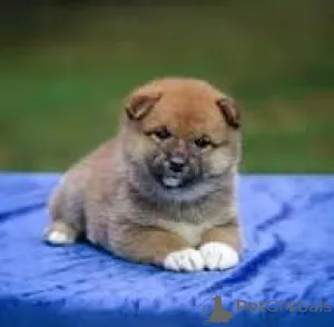Фото №3. Preciosos cachoros Shiba Inu en Venta.  Испания
