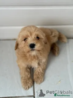 Фото №3. Продаются милые очаровательные щенки той-пуделя, обращайтесь в WhatsApp Business.  Германия