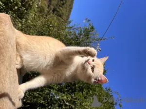 Дополнительные фото: Золотой британский котенок