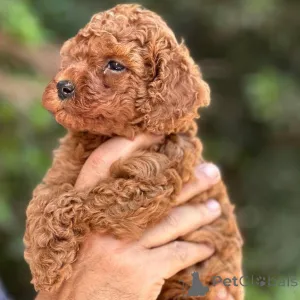 Фото №4. Продажа пуделя (той) в Хельсинки частное объявление, из приюта - цена 46384₽