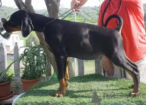 Дополнительные фото: Щенки европейского добермана отличной родословной