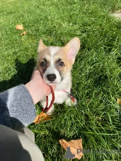 Дополнительные фото: Corgi Welpen