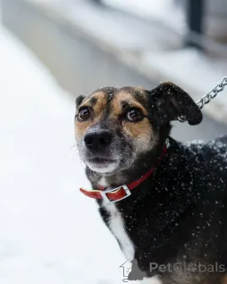 Дополнительные фото: Маленькая хрупкая собачка ищет дом