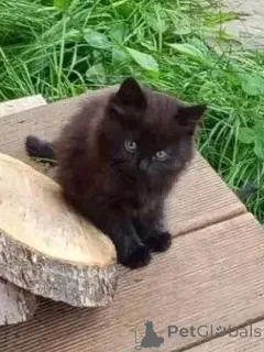 Дополнительные фото: Ищем дом для пяти невероятно красивых котят