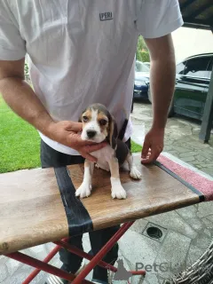 Дополнительные фото: Beagle щенки на продажу