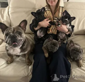 Дополнительные фото: Эксклюзив! Щенки французского бульдога.