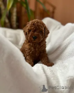 Фото №2 к объявлению №155839 о продаже пуделя (той) - купить в Германии заводчик