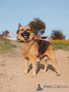 Дополнительные фото: Домашняя миниатюрная собачка Леди, идеальный компаньон ищет дом