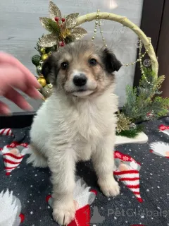 Фото №1. беспородная - купить в Минеральные Воды за Бесплатно. Объявление №161709