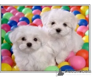 Фото №1. мальтийская болонка - купить в Хеннигсдорф за 32468₽. Объявление №147609