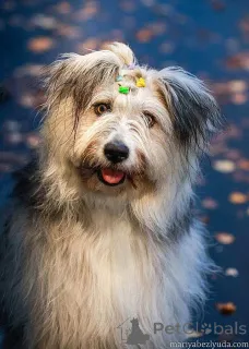 Дополнительные фото: Молодая некрупная собачка Груша ищет дом