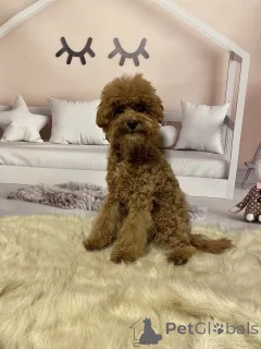 Дополнительные фото: Мальтипу мальчики