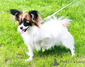 Фото №3. Папийон, Papillon.  Австрия