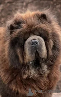 Дополнительные фото: Красивые щенки чау-чау