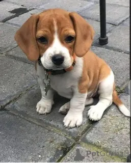 Фото №2 к объявлению №161167 о продаже  - купить в США 