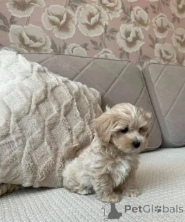Фото №3. Maltipoo F1 in guten Händen.  Германия