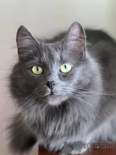 Фото №1.  - купить в Минске за Бесплатно. Объявление №157487