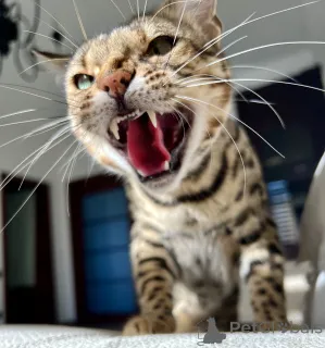 Дополнительные фото: Бенгалская кошка bengal cat