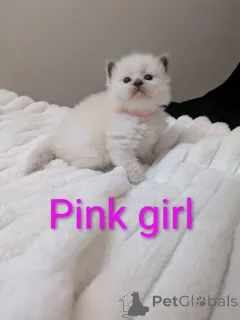 Фото №2 к объявлению №161381 о продаже рэгдолл - купить в США частное объявление