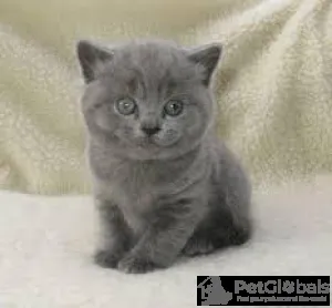 Фото №3. British shorthair kittens Business WhatsApp 37256348129. Финляндия