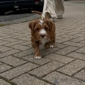 Фото №1. лабрадудль - купить в Несущий за договорная. Объявление №156417