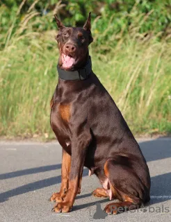 Дополнительные фото: Doberman