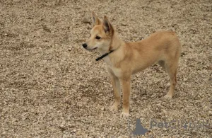 Фото №2 к объявлению №159004 о продаже беспородную - купить в России частное объявление