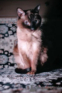 Дополнительные фото: Ищет дом пожилая, очень нежная тайская кошка по имени Сюся