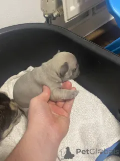 Дополнительные фото: Высококлассные щенки французского бульдога