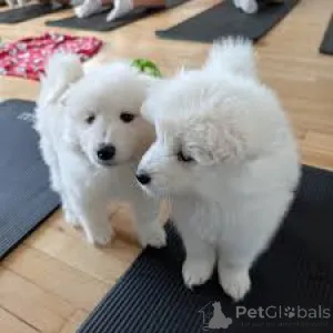 Фото №2 к объявлению №165438 о продаже самоедскую собаку - купить в Австрии частное объявление, заводчик