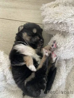 Фото №2 к объявлению №146024 о продаже сибирского хаски - купить в Беларуси частное объявление