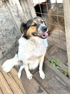 Дополнительные фото: Ищем дом для Санты, собаки светлой души