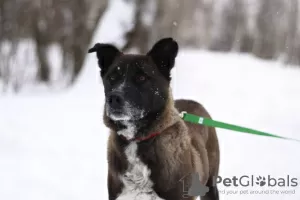 Фото №4. Продажа беспородную в Москва из приюта - цена Бесплатно