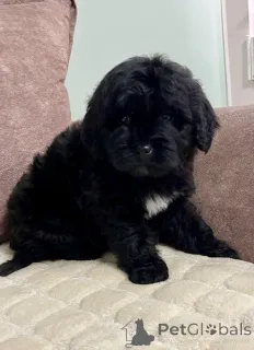 Фото №4. Продажа лабрадудля в Белграде  - цена 46384₽