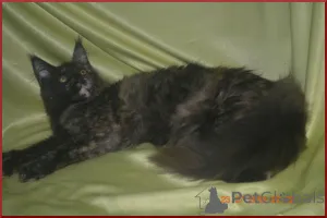 Фото №3. Великолепные кошечки мейн-кун из питомника. Россия