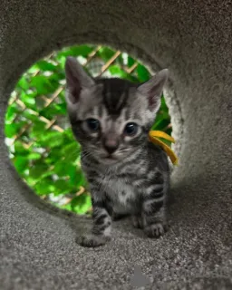 Фото №2 к объявлению №152719 о продаже бенгальская - купить в Швейцарии частное объявление