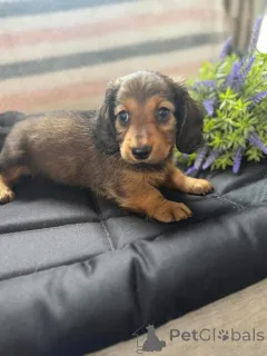 Фото №3. Urocze szczenięta jamnika do adopcji.  Польша