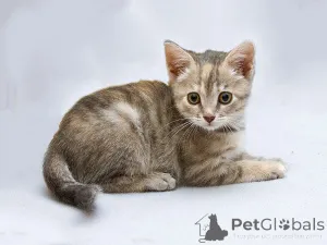 Дополнительные фото: Крошка Зефирка, ласковый тигровый котенок ищет дом