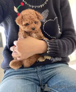 Фото №3. Cuteeee poodle puppies for rehoming.  Оман