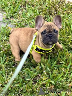 Фото №1. французский бульдог - купить в Берлине за договорная. Объявление №163617