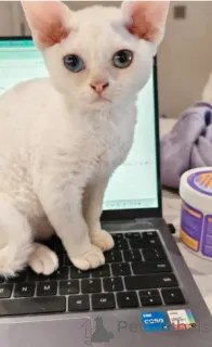 Фото №1. девон рекс - купить в Гамбург за договорная. Объявление №160333