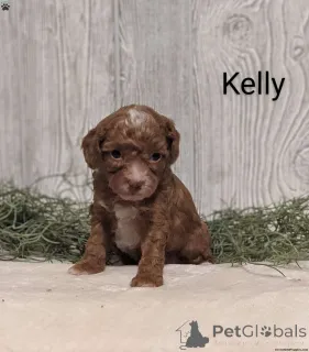 Фото №3. Красивый Parti Poodle Puppy на продажу.  Великобритания