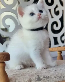 Дополнительные фото: Милейший маленький скоттиш-фолд, готовый растопить сердца. Эти большие круглые