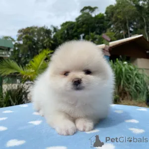 Фото №1. кеесхонд - купить в Бонндорф за договорная. Объявление №144459