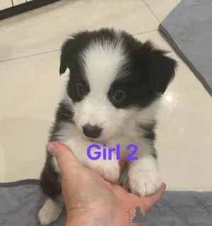 Фото №3. Aktive Border Collie Welpen WhatsApp 44 7453 907158.  Германия