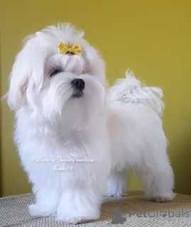 Фото №2 к объявлению №81067 о продаже мальтийскую болонку - купить в Украине частное объявление, из питомника