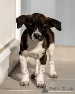 Дополнительные фото: Пять маленьких сердец ищут дом.